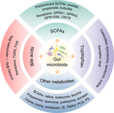 Gut microbiota and its metabolites – molecular mechanisms and management strategies in diabetic kidney disease